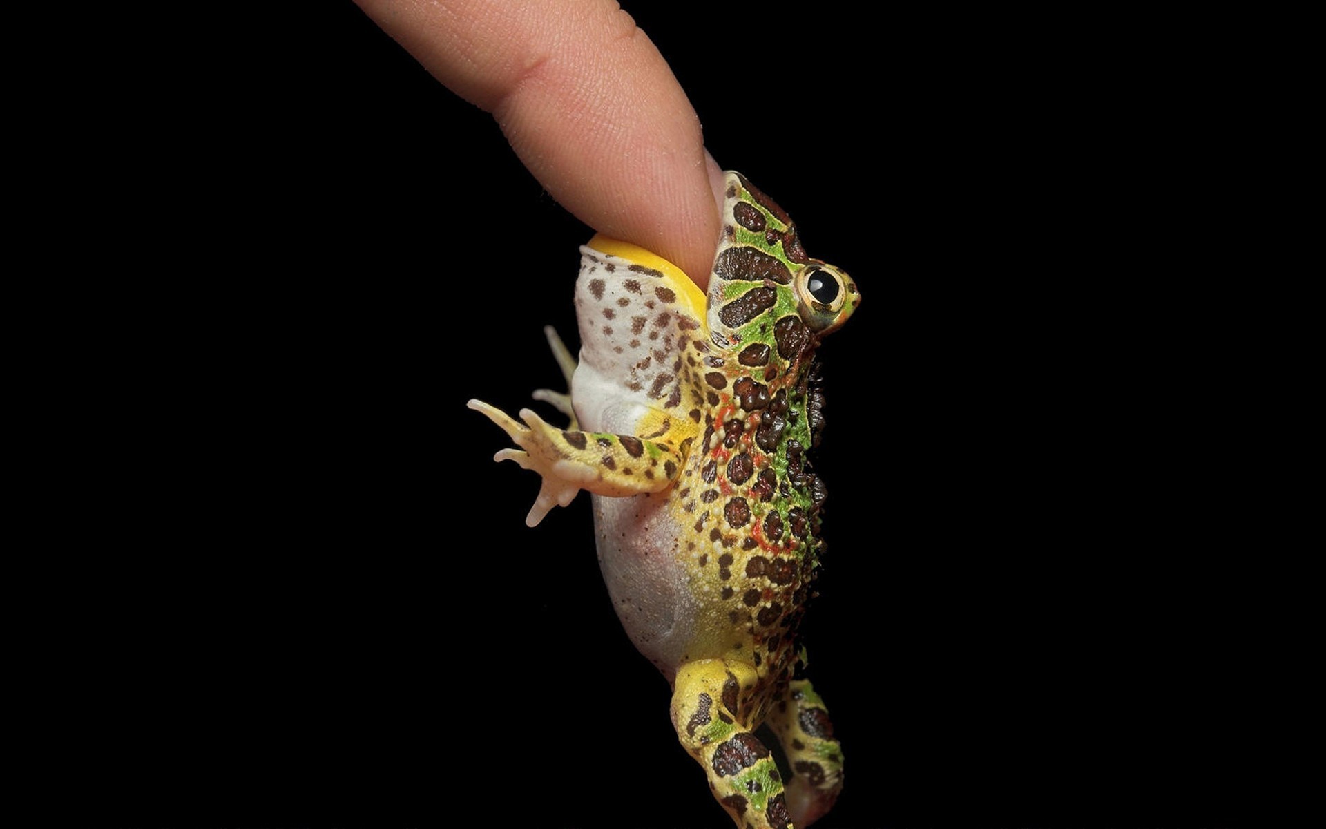 frosch finger schwarzer hintergrund