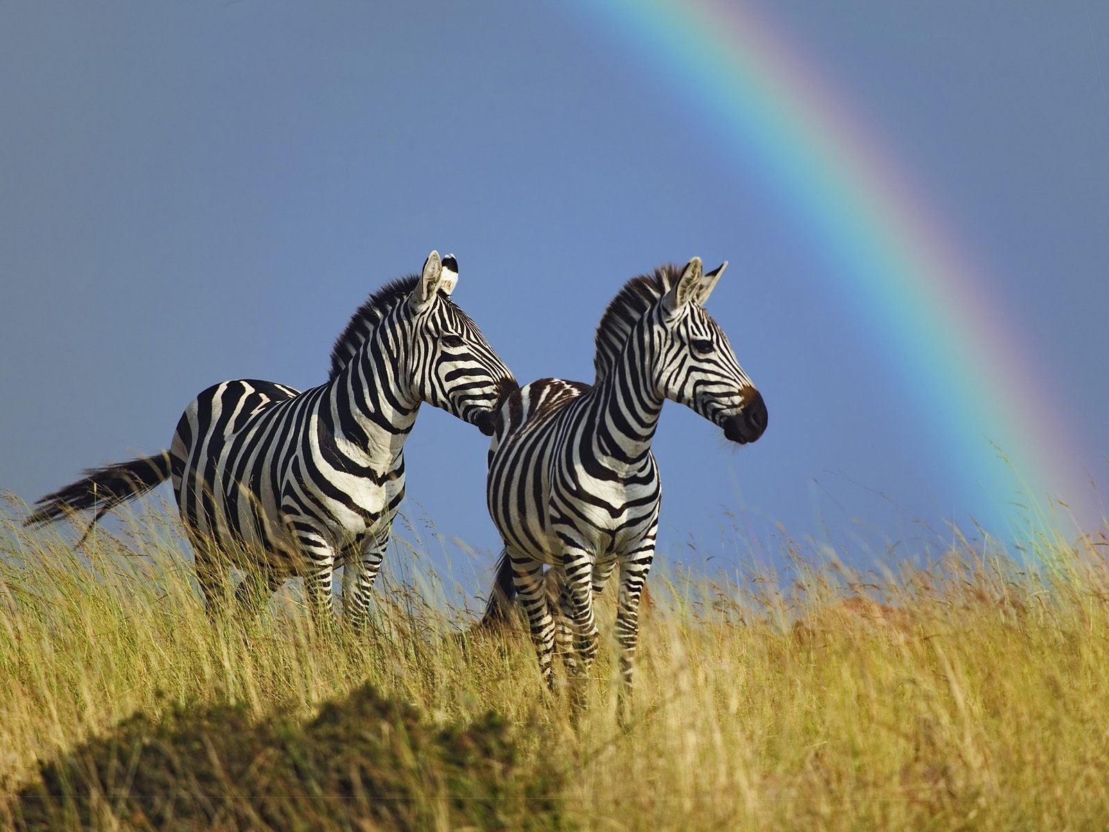 zebra horse rainbow