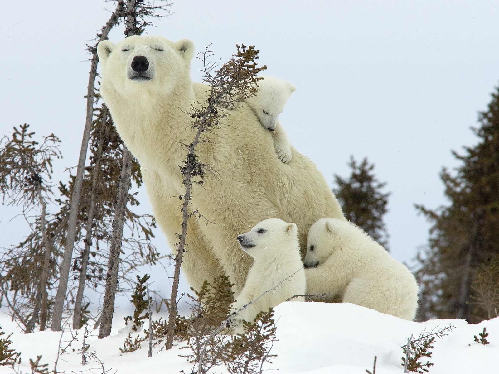 orso cuccioli inverno