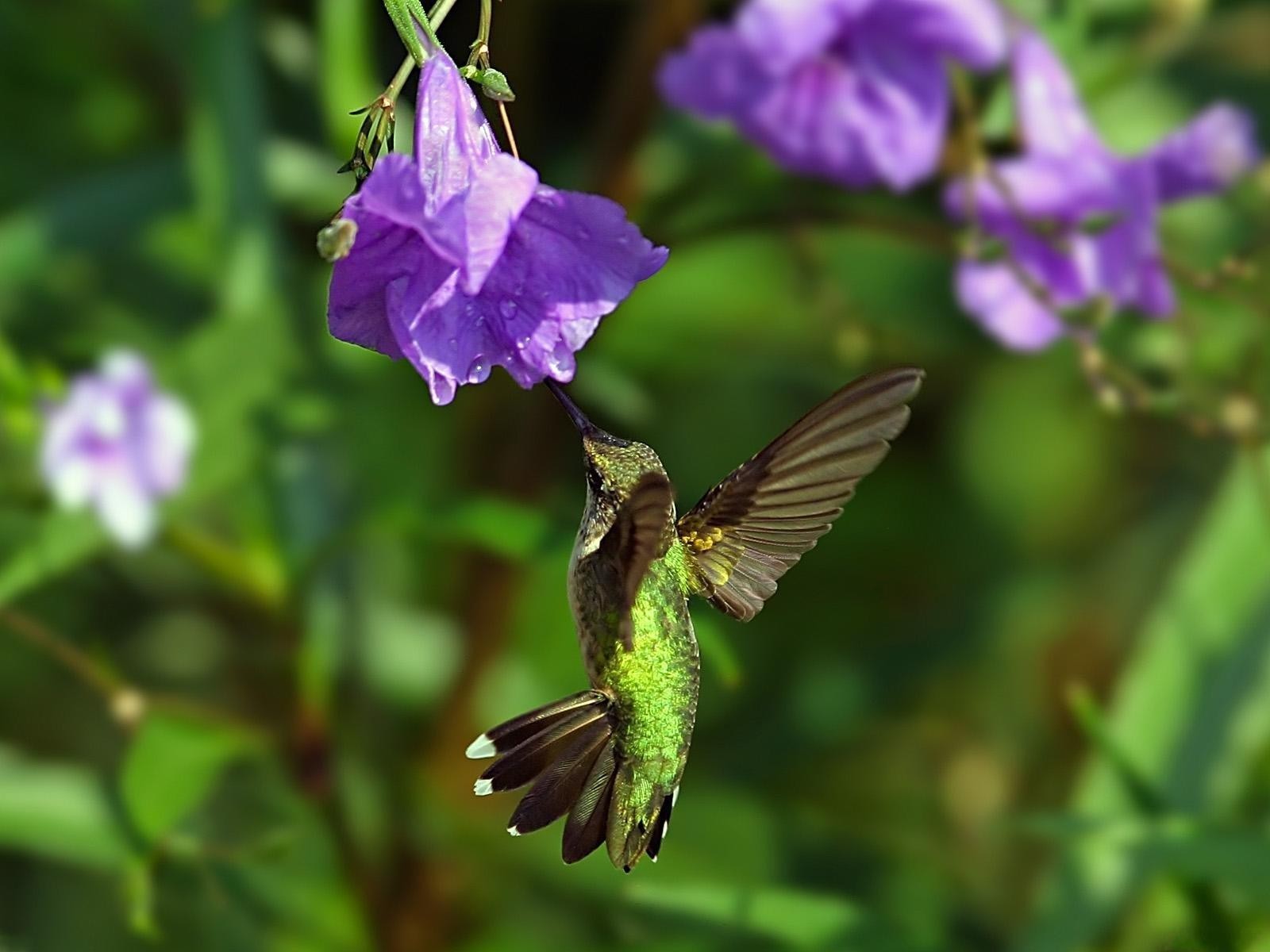 colibrì fiore volo ali uccello