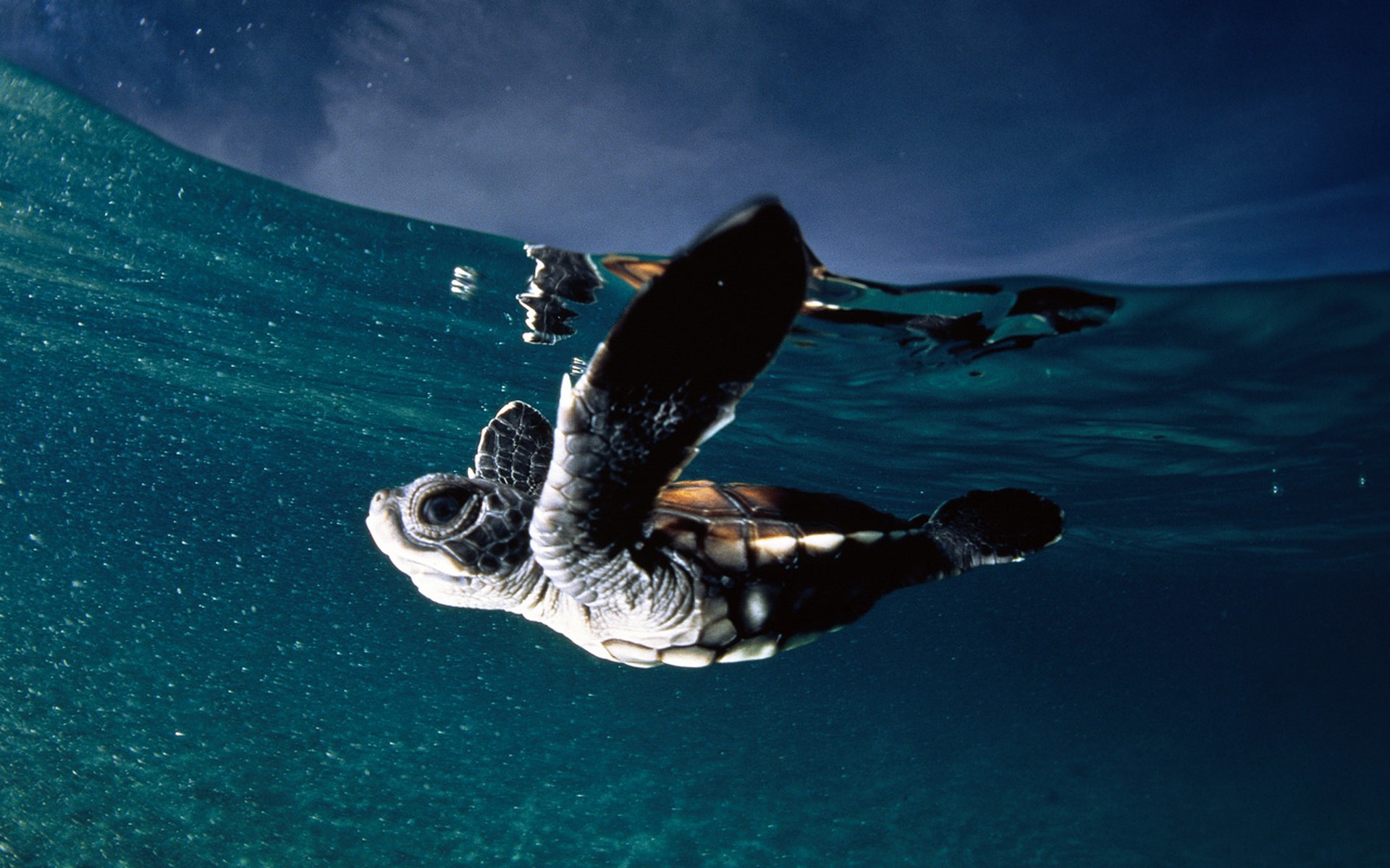 tortue eau océan polynésie française polynésie française 1997