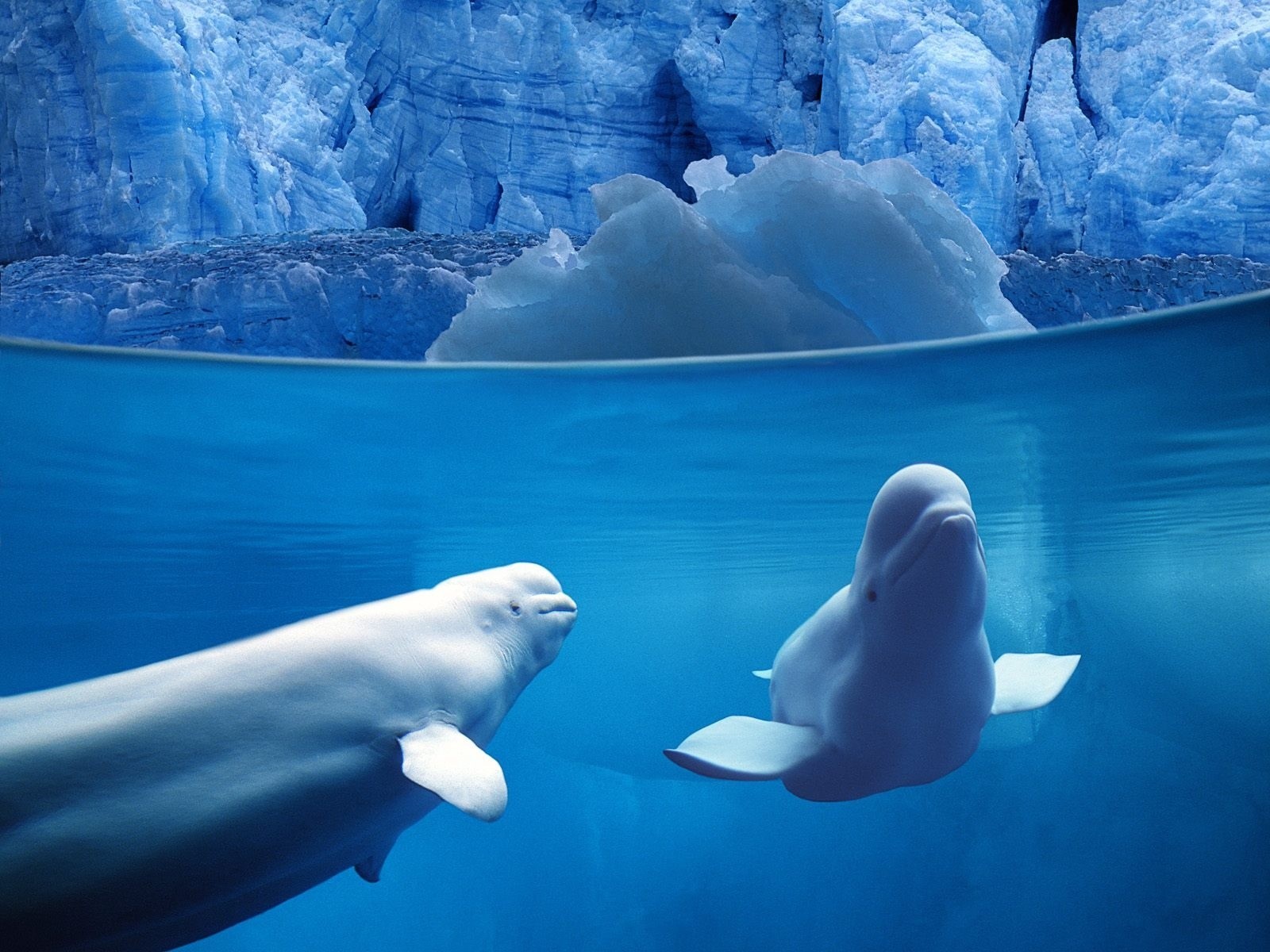 delfino beluga ghiaccio