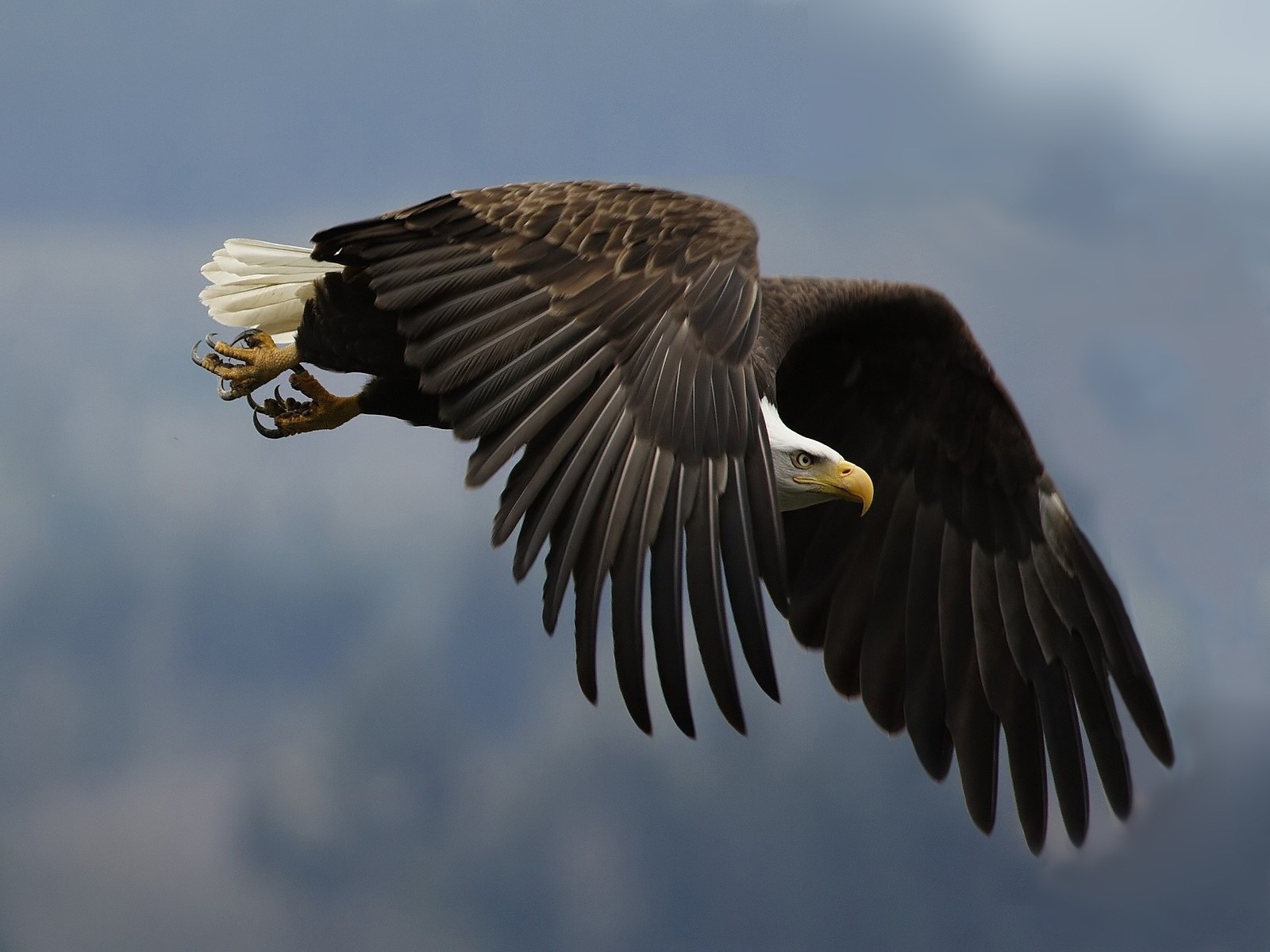 águila ala vista