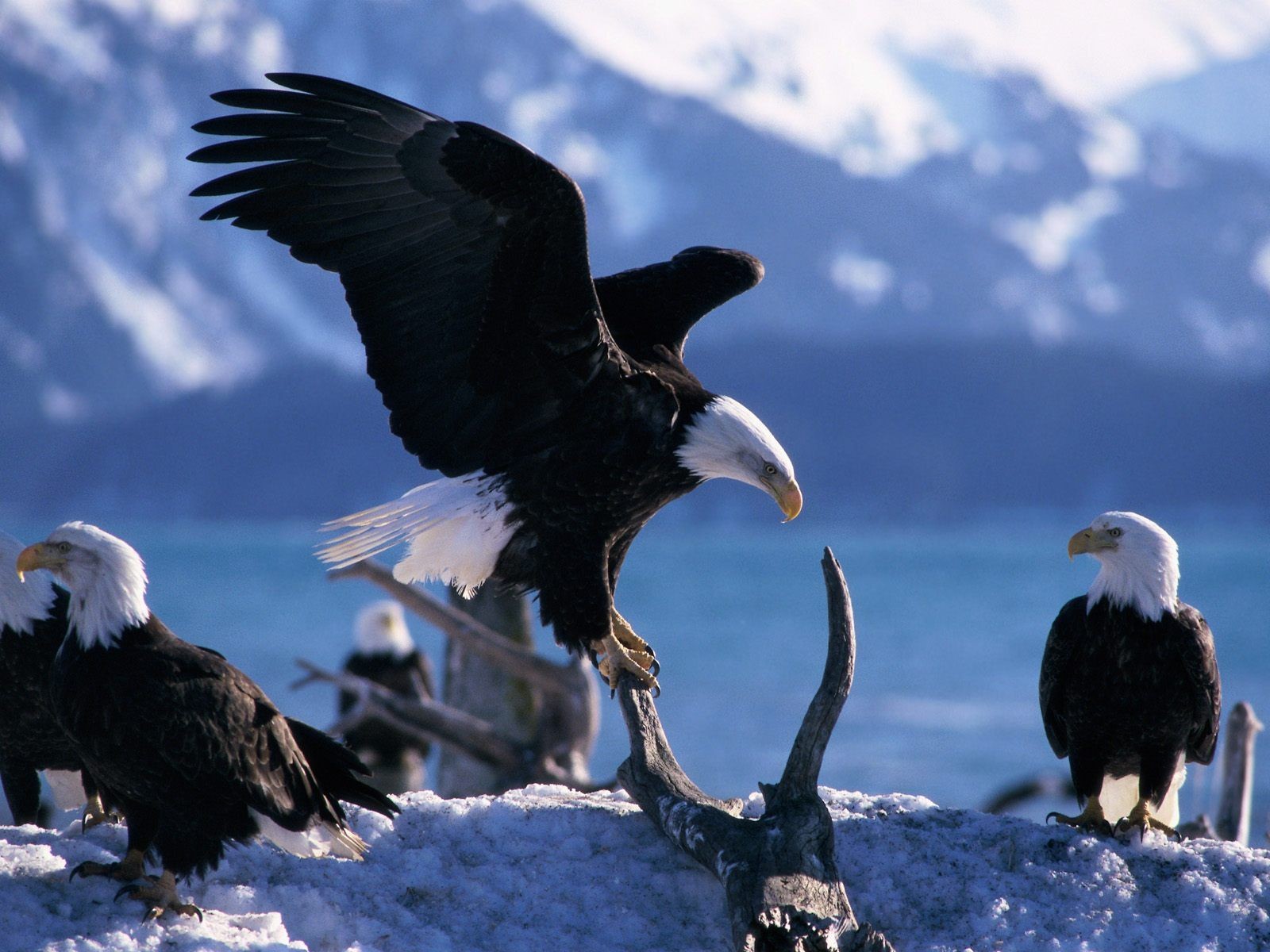 adler vögel berge