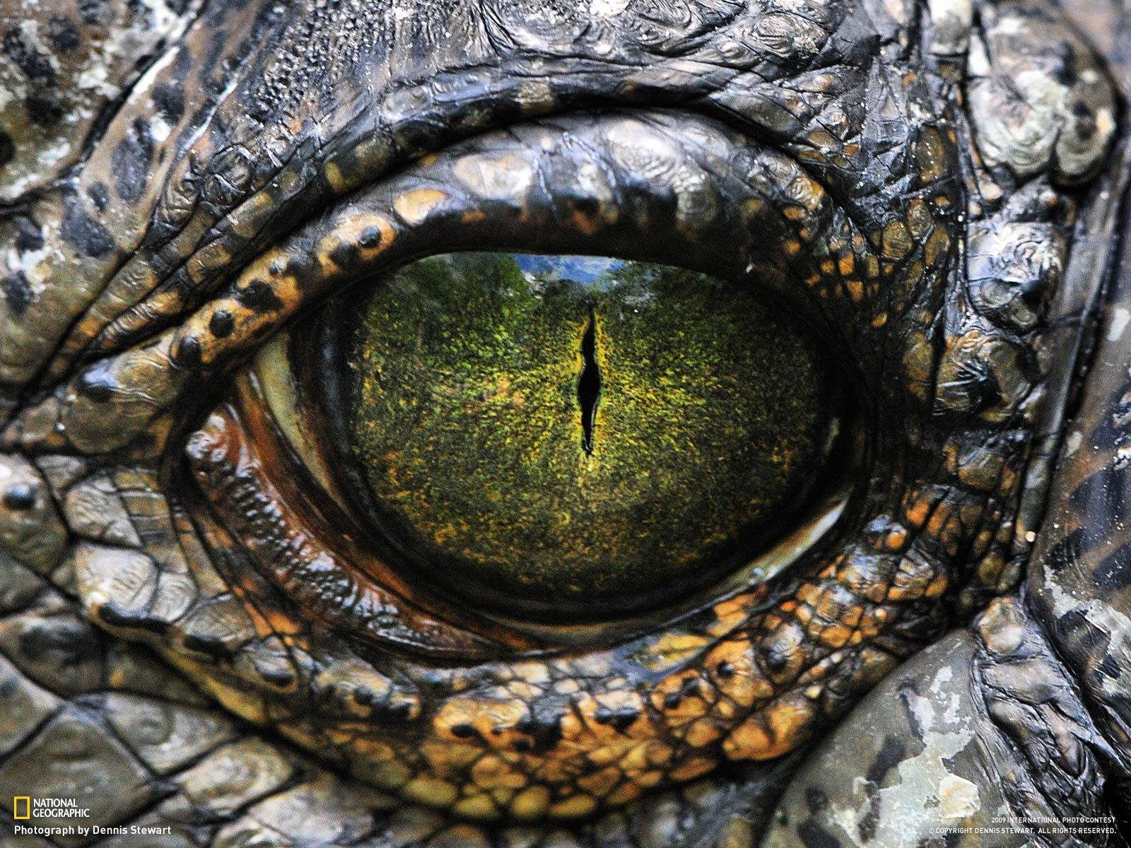 oeil reptile écailles