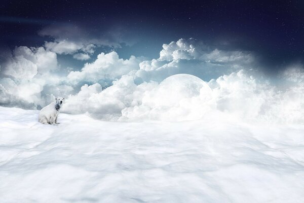 Oso polar sentado en las nubes