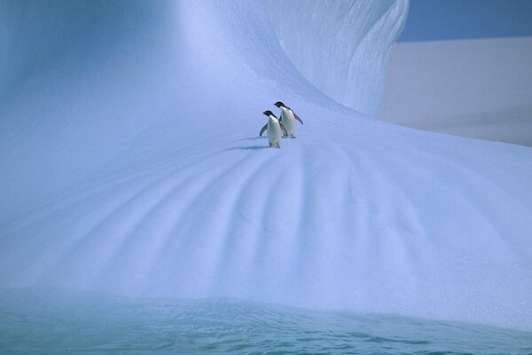 Coppia di pinguini nella neve e nel ghiaccio