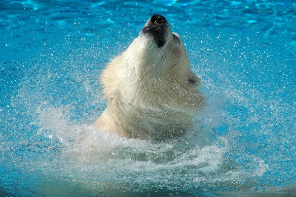 Ein Eisbär badet im Wasser