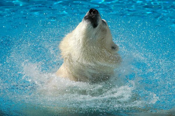 Белый медведь купается в воде