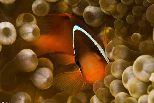 La bellezza seducente del mondo acquatico