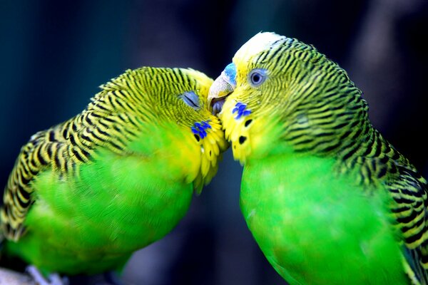 Gentle green parrots kiss