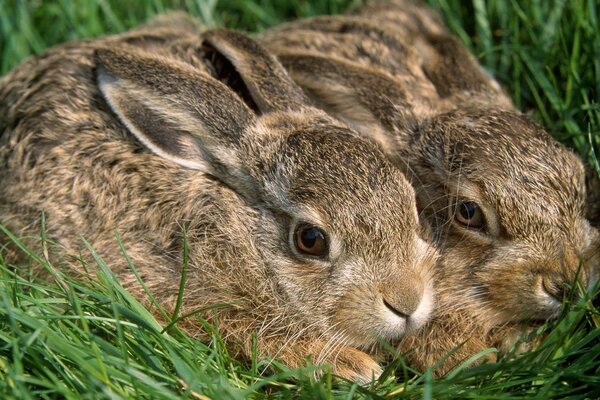 Zwei kleine Kaninchen im Gras