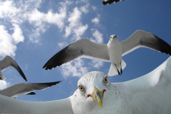 Möwen fliegen in den klaren Himmel