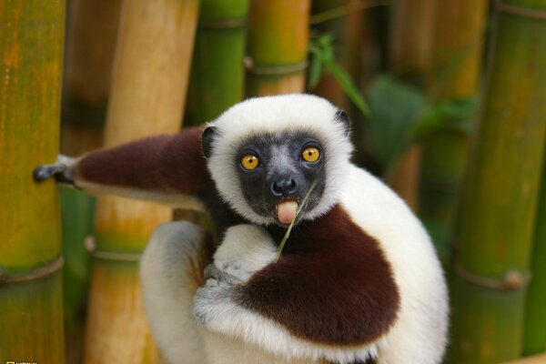 Lemur licks a blade of grass with his tongue