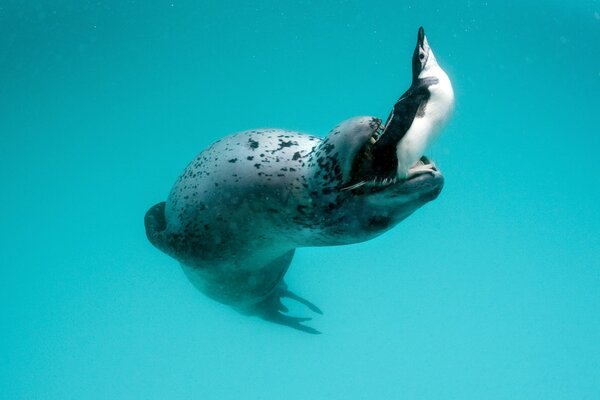 Leopardo marino jugando con un pingüino