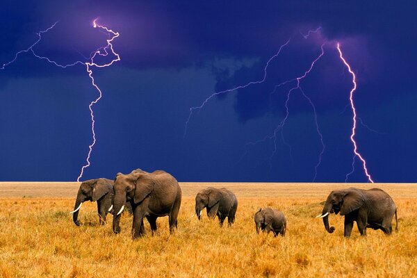 Elephants in the field. Lightning in the sky