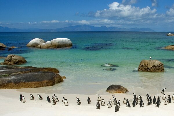 Pinguine gehen am Ufer in der Nähe des Wassers entlang