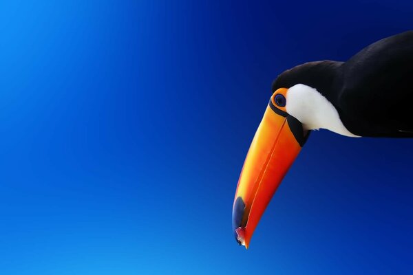 Bec de Toucan orange sur fond bleu