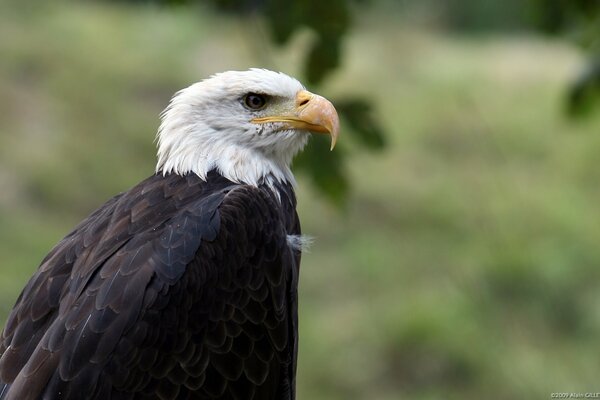 A predatory eagle with a dangerous beak