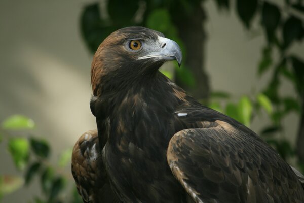 Aigle prédateur regardant au loin