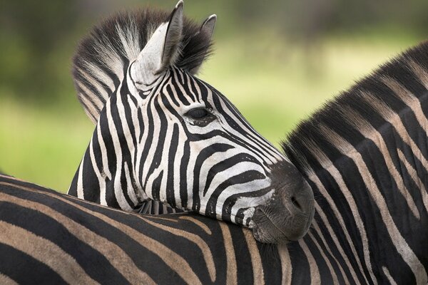 A baby zebra leaning against his mother s back