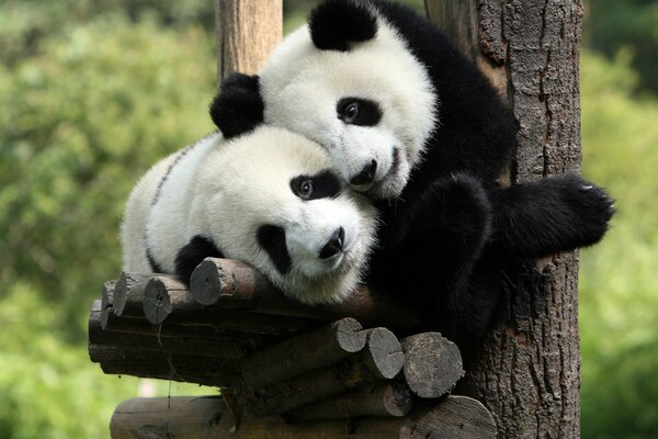 Two pandas in an embrace nature