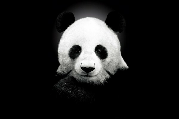 Panda on a black background is cool