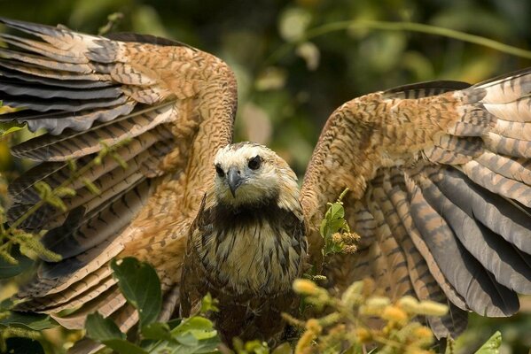 An eagle with open wings sits on leaves