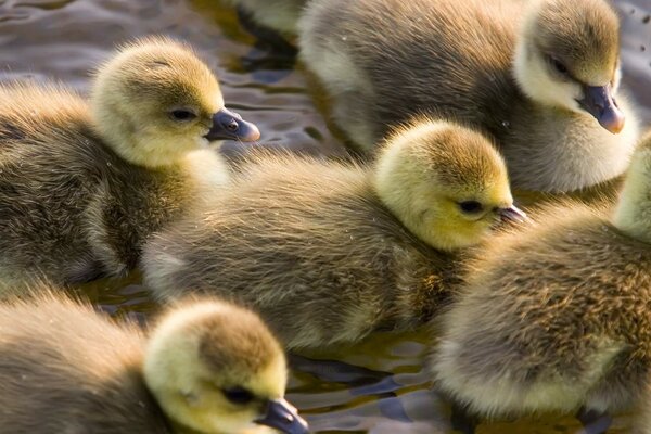Background of small ducklings in the water
