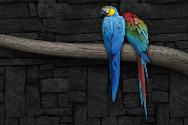 Zeichnung von zwei Papageien auf einem Ast