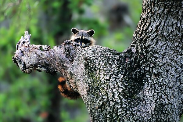 Waschbär sitzt auf einem Baum