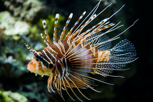 Beautiful fish on the background of the dark sea