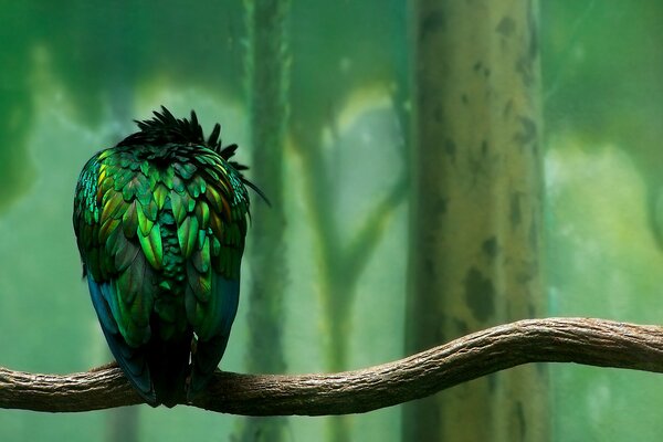 Птица на ветке с зелёными перьями