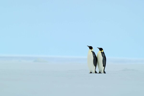 Ein Paar Pinguine in einer Winterlandschaft