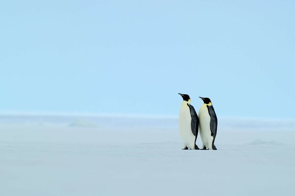 Couple de pingouins dans le paysage d hiver