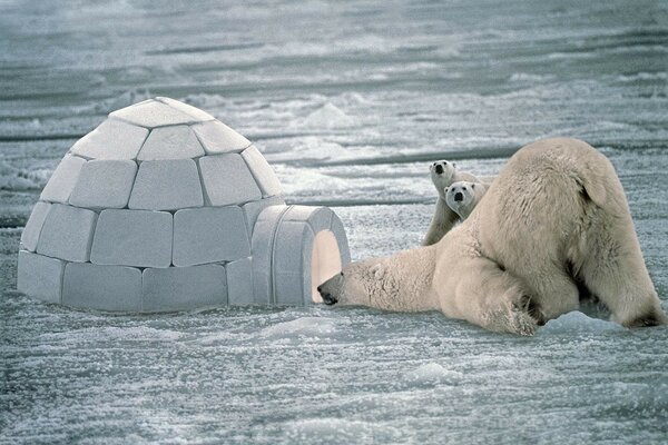 Niedźwiedzie polarne siedzą zimą obok Igloo