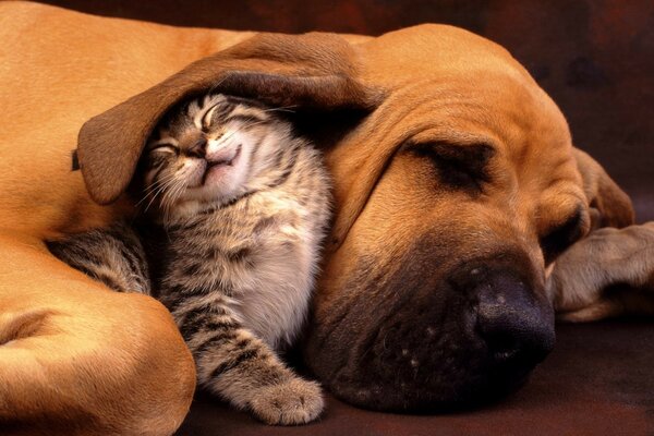 A kitten sleeps with a big dog