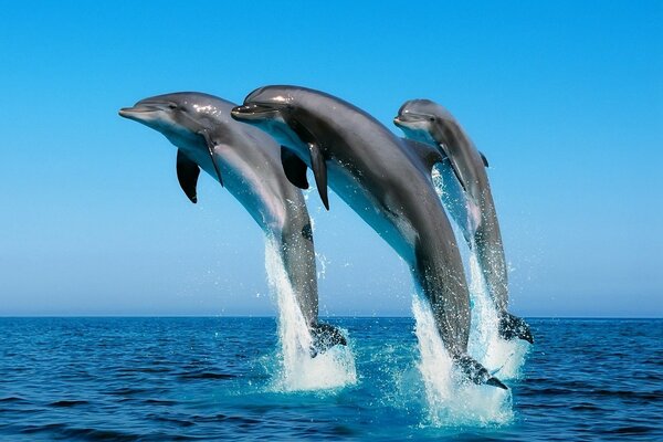 Три дельфина в море в прыжке