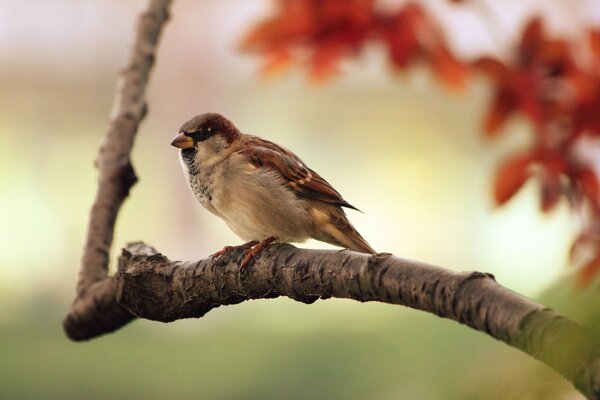 A perched sparrow is sitting on a tree branch