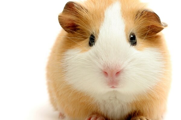 Guinea pig. A rodent with a white muzzle and a pink nose