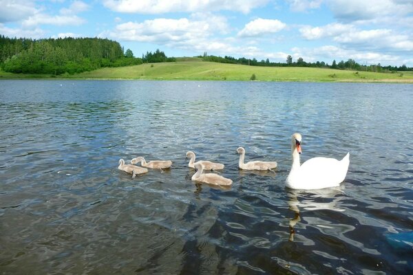 Cinco cisnes nadan juntos en el río hacia la orilla