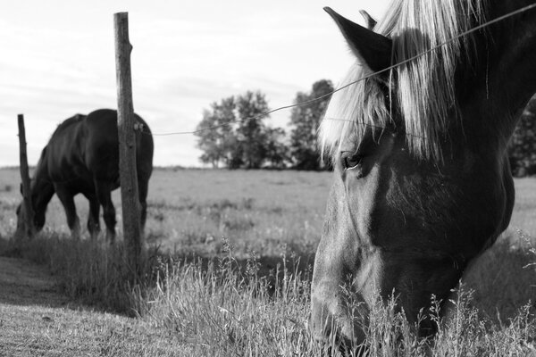 Пасущиеся лошади на поле у забора