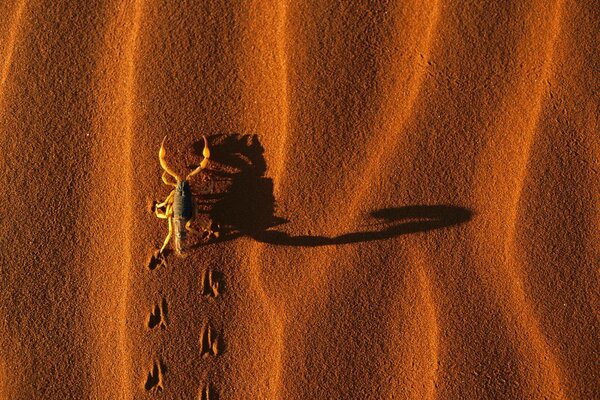 Scorpio walking on desert sand