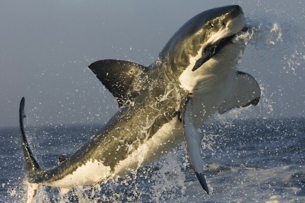 Shark jump from the ocean