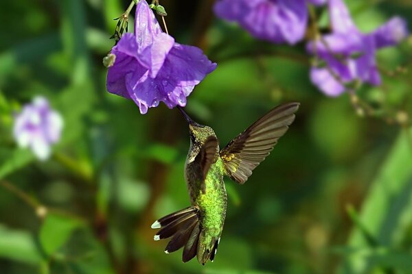 El pájaro colibrí voló a las flores