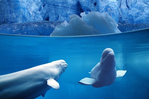 Dos delfines nadan bajo el hielo