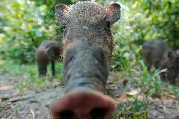The boar sniffs the lens with a piglet