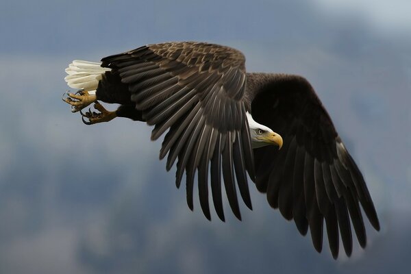 An eagle with big wings and a menacing look