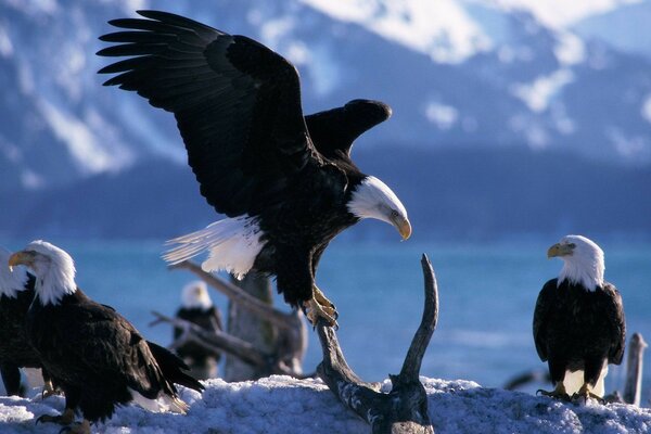 Ein paar Adler in den schneebedeckten Bergen