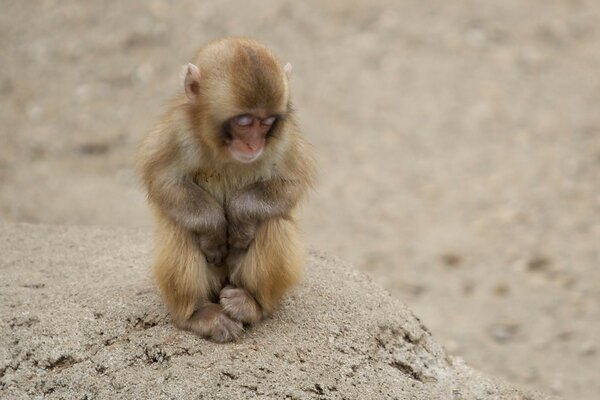 Petit singe endormi assis